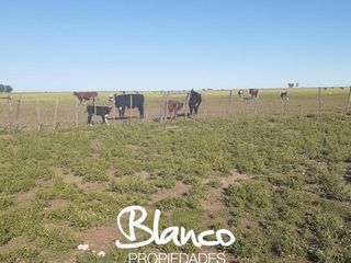 Foto 8 de Terreno en Venta en La Vitícola, Bahia Blanca, Resto de la Provincia, Buenos Aires, Argentina