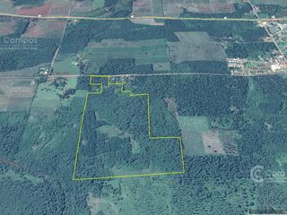 Foto 3 de Chacra en Santo Pipo,  44 ha forestación, yerba y monte