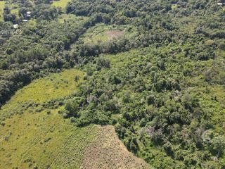 Foto 6 de Chacra en Santo Pipo,  44 ha forestación, yerba y monte