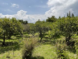 Foto 43 de Quinta en venta en Puembo: 2,500 m² de terreno ideal para tu proyecto o descanso