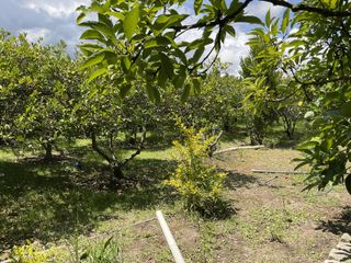 Foto 36 de Quinta en venta en Puembo: 2,500 m² de terreno ideal para tu proyecto o descanso