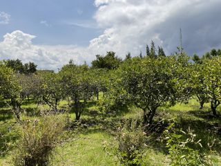 Foto 42 de Quinta en venta en Puembo: 2,500 m² de terreno ideal para tu proyecto o descanso
