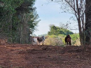 Foto 69 de Se venden lotes en  Candelaria zona Reserva Natural Urutau