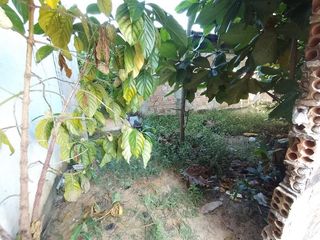 Foto 5 de Amplio Terreno cerca a Av. Avelardo Quiñones - Loreto