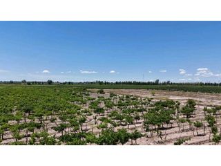 Foto 8 de VENTA DE FINCA DE 21 HAS Y 697 M2 EN CARRIL FLORIDA, MIRADOR-RIVADAVIA
