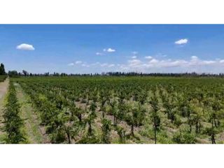 Foto 4 de VENTA DE FINCA DE 21 HAS Y 697 M2 EN CARRIL FLORIDA, MIRADOR-RIVADAVIA