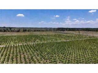Foto 5 de VENTA DE FINCA DE 21 HAS Y 697 M2 EN CARRIL FLORIDA, MIRADOR-RIVADAVIA