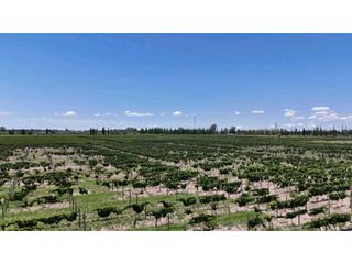 Foto 10 de VENTA DE FINCA DE 21 HAS Y 697 M2 EN CARRIL FLORIDA, MIRADOR-RIVADAVIA