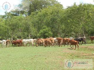 Foto 3 de Se vende Campo ganadero forestal - Santa Ana