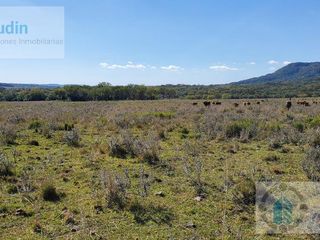Foto 30 de Se vende Campo ganadero forestal - Santa Ana