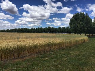 Foto 7 de Campo de 32 has con  casa de 200m2 - San Antonio De Areco