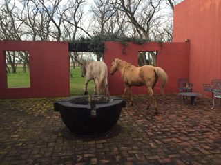 Foto 9 de Campo de 32 has con  casa de 200m2 - San Antonio De Areco