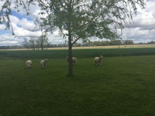 Foto 15 de Campo de 32 has con  casa de 200m2 - San Antonio De Areco