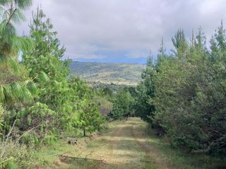 Foto 20 de Campo Foresto Ganadero en Venta