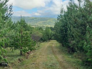 Foto 4 de Campo Foresto Ganadero en Venta