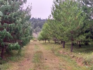 Foto 6 de Campo Foresto Ganadero en Venta