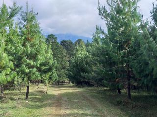 Foto 19 de Campo Foresto Ganadero en Venta