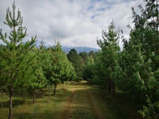 Foto 1 de Campo Foresto Ganadero en Venta