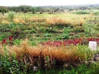 Foto 8 de Venta Campo 47 hectáreas - Ruta 2 - San Martín - San Luis