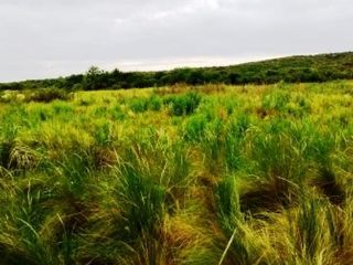 Foto 4 de Venta Campo 47 hectáreas - Ruta 2 - San Martín - San Luis