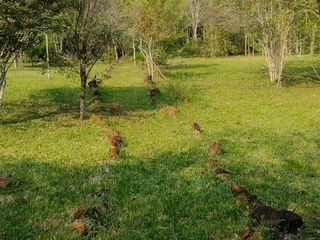 Foto 8 de *¡Oportunidad única en El Soberbio, Misiones!*