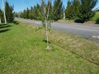 Foto 3 de Terreno en venta - 1.000mts2 - Coronel Brandsen