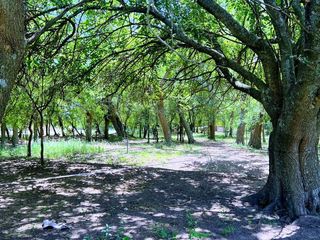 Foto 12 de Campo en venta - 31Ha - Brandsen-Ruta 2 km 90