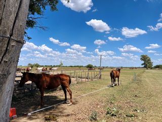 Foto 3 de Campo en venta - 31Ha - Brandsen-Ruta 2 km 90