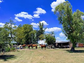 Foto 5 de Campo en venta - 31Ha - Brandsen-Ruta 2 km 90
