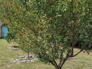 Foto 7 de Terreno en venta - 1430Mts2 - San Eliseo Golf Club, Presidente Perón