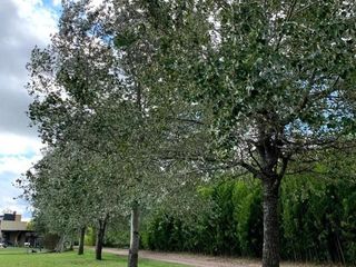 Foto 3 de Venta - Lote en Altos de Manzanares / Pilar Apto Credito