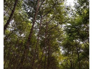 Foto 7 de Campo 95.88h en Campo Grande, Misiones