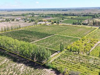 Foto 5 de Se Vende Viñedo de 9ha en San Rafael - Mendoza