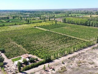 Foto 4 de Se Vende Viñedo de 9ha en San Rafael - Mendoza