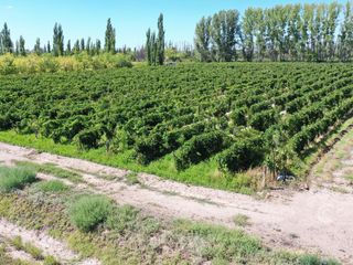 Foto 6 de Se Vende Viñedo de 9ha en San Rafael - Mendoza