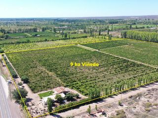 Foto 1 de Se Vende Viñedo de 9ha en San Rafael - Mendoza