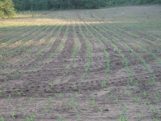 Foto 10 de Oportunidad - Campo en Venta en Rosario de La Frontera