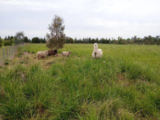 Foto 15 de Terreno en venta - 5.000Mts2 - San Miguel del Monte