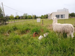 Foto 12 de Terreno en venta - 5.000Mts2 - San Miguel del Monte