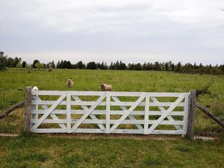 Foto 3 de Terreno en venta - 5.000Mts2 - San Miguel del Monte