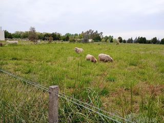 Foto 17 de Terreno en venta - 5.000Mts2 - San Miguel del Monte