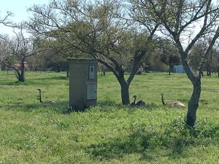 Foto 10 de Terreno en venta  - 1300mts2  - El Mirador, Coronel Brandsen
