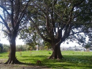 Foto 34 de Terreno en venta - 3416mts2  - Villa Elvira, La Plata