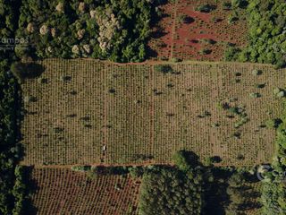 Foto 8 de Se Vende Chacra con Yerba EN COLONIA NARANJITO MISIONES 31 HA