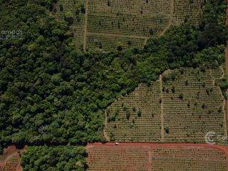 Foto 7 de Se Vende Chacra con Yerba EN COLONIA NARANJITO MISIONES 31 HA