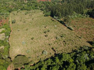 Foto 2 de Se Vende Chacra con Yerba EN COLONIA NARANJITO MISIONES 31 HA