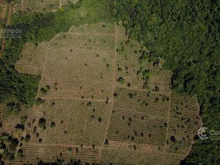 Foto 6 de Se Vende Chacra con Yerba EN COLONIA NARANJITO MISIONES 31 HA