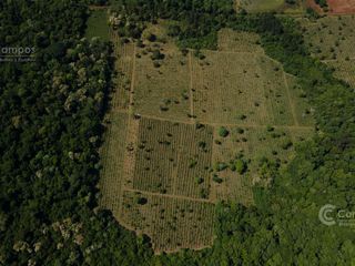Foto 4 de Se Vende Chacra con Yerba EN COLONIA NARANJITO MISIONES 31 HA
