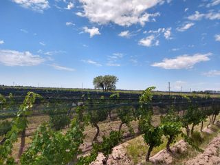 Foto 10 de Quinta en venta - 4 Dormitorios 2 Baños - Cochera - 150.000mts2 - San Rafael
