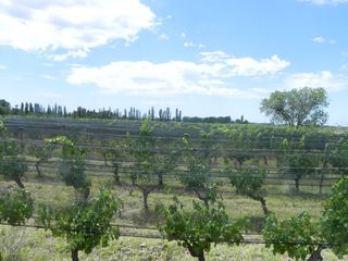 Foto 20 de Quinta en venta - 4 Dormitorios 2 Baños - Cochera - 150.000mts2 - San Rafael